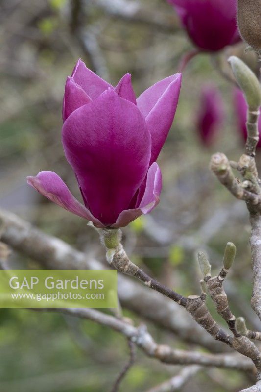 Magnolia 'Red as Red'