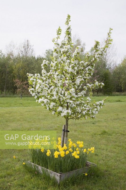 Young Malus 'Augustifolia' - Crab Apple - underplanted with yellow daffodils in a square bed with timber edging