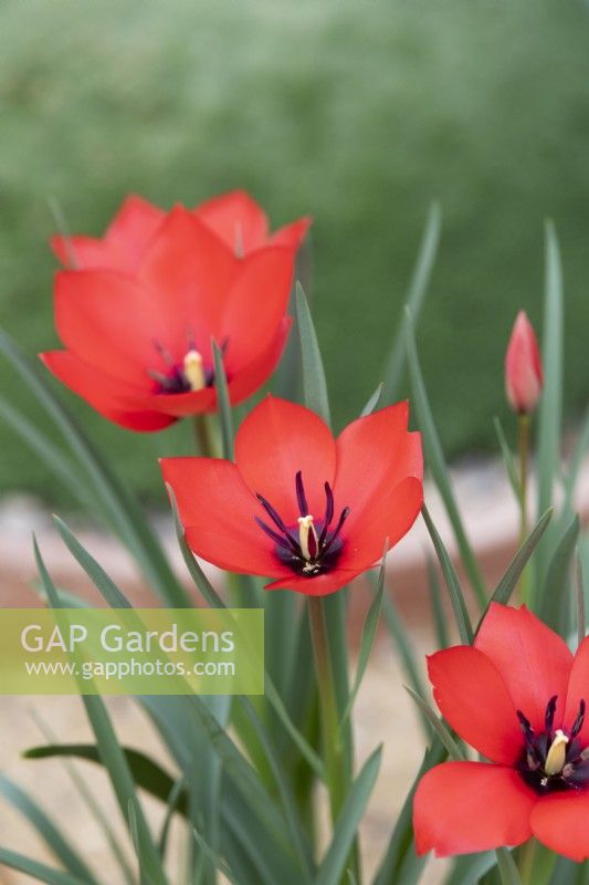 Tulipa linifolia 'Red Hunter' - Tulip