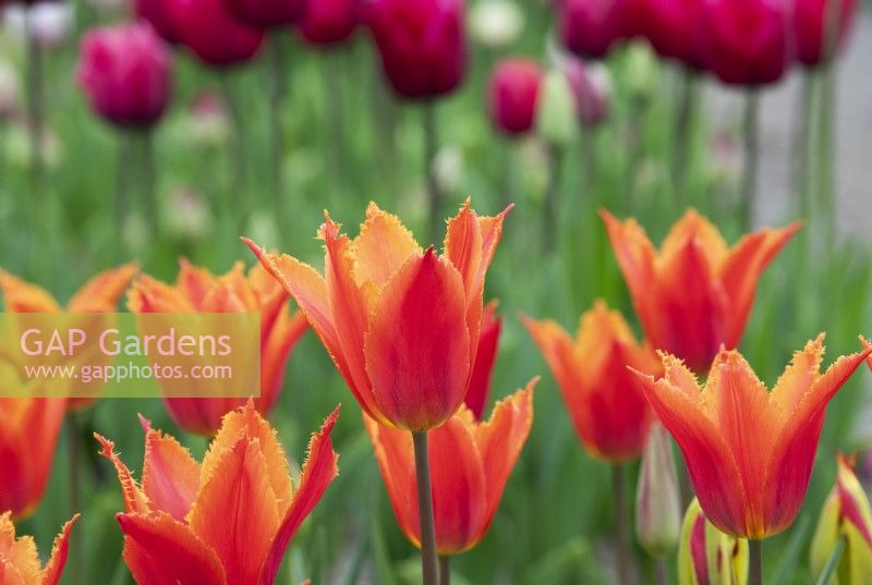 Tulipa 'Alexandrine' - Fringed Tulip