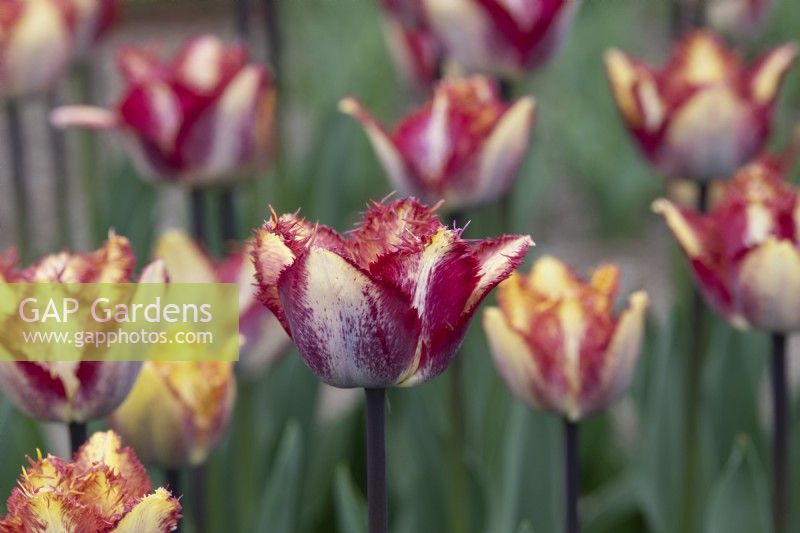 Tulipa 'Colour Fusion' - Fringed Tulip