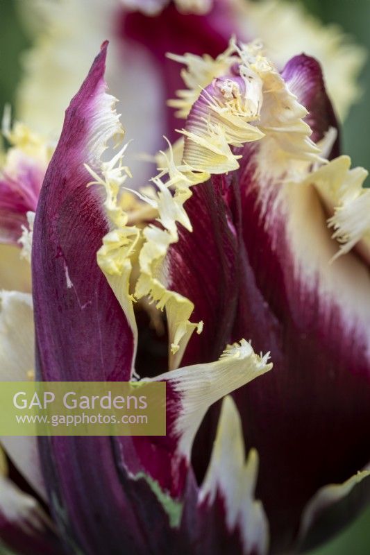 Tulipa 'Gavota Special'