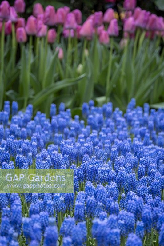 Muscari armeniacum planted in drifts with other spring bulbs