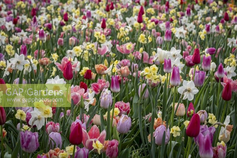 Flowerbed packed with mixed bulbs, spring