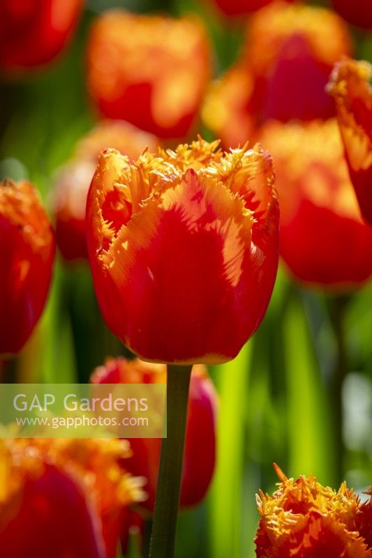 Tulipa 'Ogene'