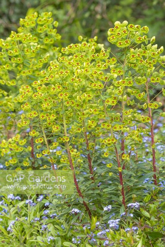 Euphorbia x martini flowering in Spring - April