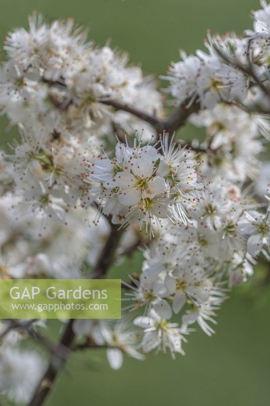 Prunus spinosa flowering in Spring - April