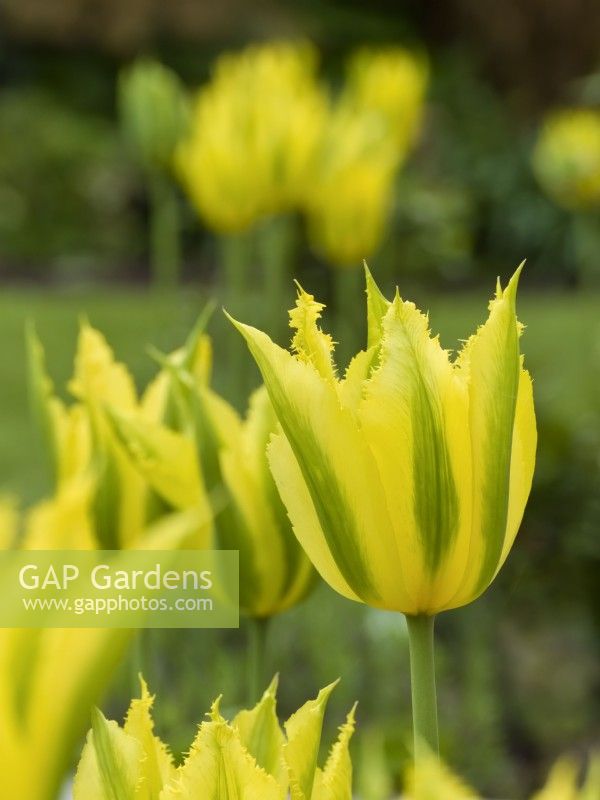 Tulipa - 'Green Mile'