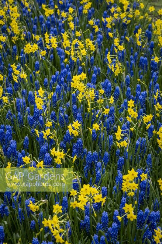 Muscari 'Blue Moon' and Narcissus 'Baby Boomer'