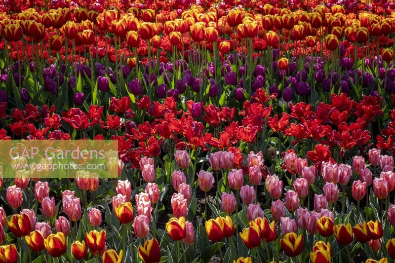 Drifts of mixed tulips in spring borders