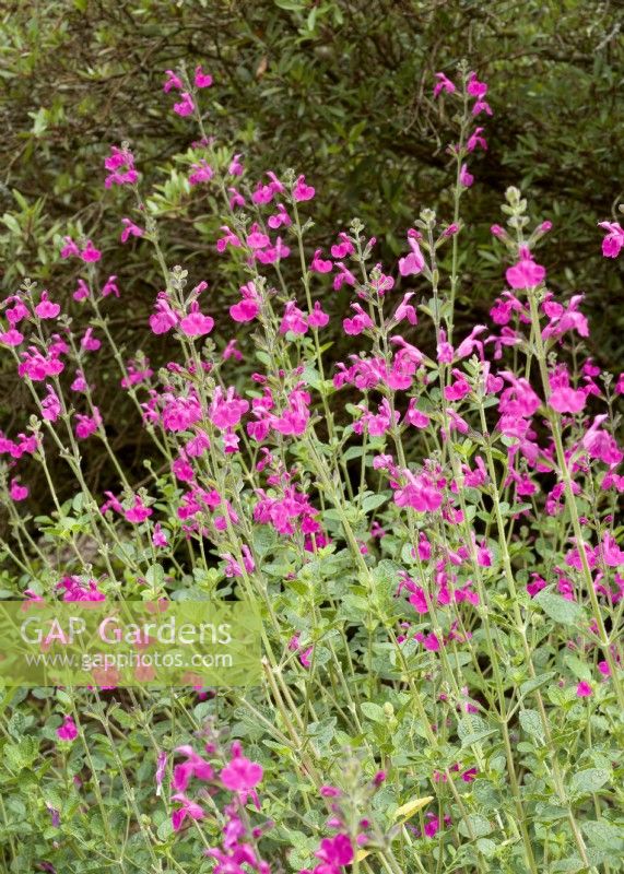 Salvia microphylla Pink Blush, autumn September