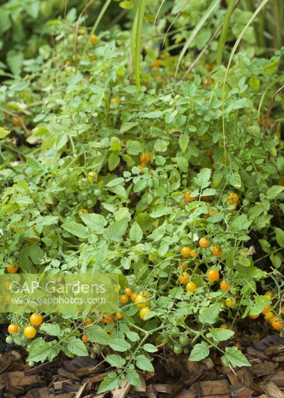 Solanum lycopersicum Golden Currant, autumn September