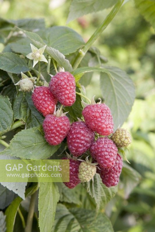 Raspberry - Rubus idaeus 'Joan J'
