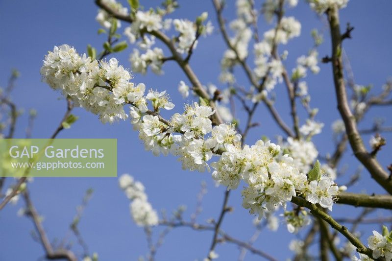Plum Blossom - Prunus domestica 'Avalon'
