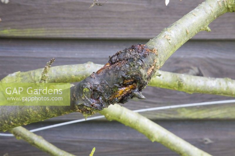 Bacterial Canker on Cherry