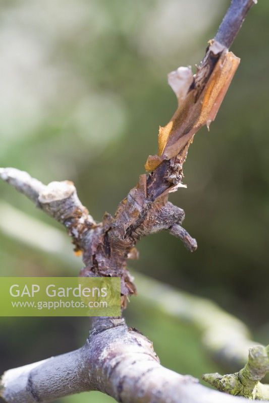 Papery bark canker