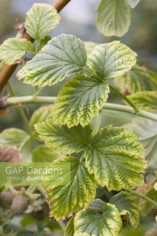 Lime induced chlorosis - Manganese deficiency on Raspberry