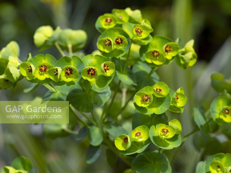 Euphorbia x martinii  April Spring