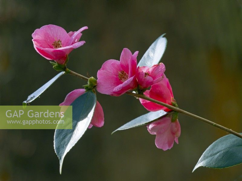 Camellia 'Cornish Spring' Cuspidata japonica  April Spring