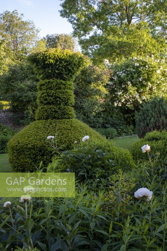 Parterre garden with Yew and Box topiary hedging, Paeonia 'Shirley Temple' in foreground