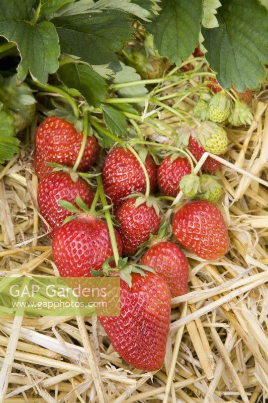 Strawberry - Fragaria ananassa 'Korona'
