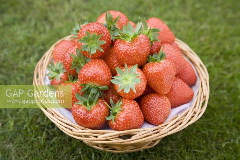 Strawberries in a basket - Fragaria x ananassa 'Sonata'