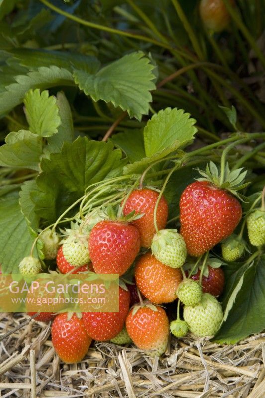 Strawberry - Fragaria ananassa 'Symphony'