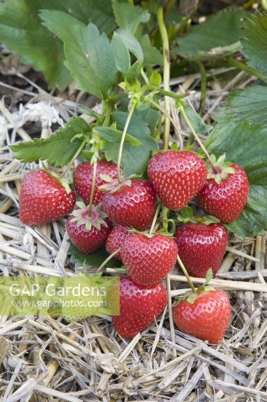 Strawberry - Fragaria ananassa 'Vibrant' syn. 'Marshmavel'