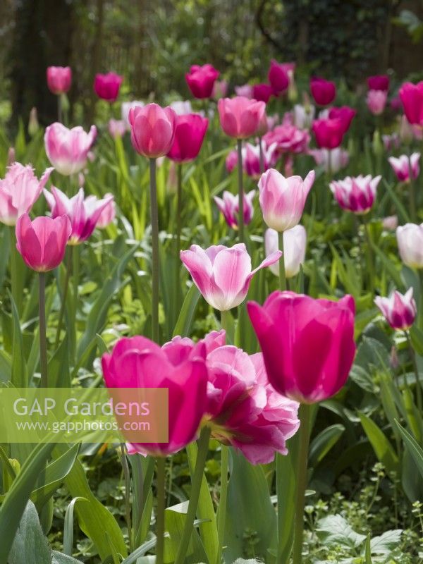 Border of tulips in shades of pink