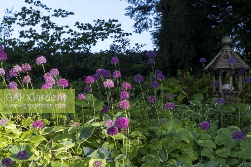 Allium 'Purple Sensation' growing up through a bed of hostas in shady woodland garden border
