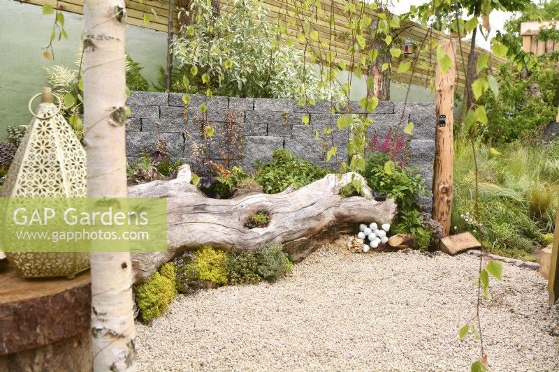A large tree trunk lying on gravel, used as a seat and planted with perennials. In foreground, Moroccan lamp. Planted with Thymus vulgaris, Heuchera 'Licorice', Astilbe koreana, fungi, sedum, Pyrus salicifolia, grasses. June
