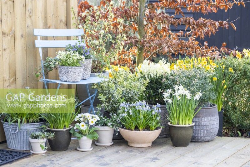 Mossy saxifrage 'Alpino Early Lime' in pot on a chair with Muscari 'Valerie Finnis', Narcissus 'Topolino', Primula, Myosotis, Hebe, Euonymus, Choisya and Ribes on the deck