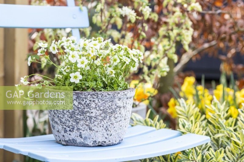 Mossy saxifrage 'Alpino Early Lime' in pot on a chair