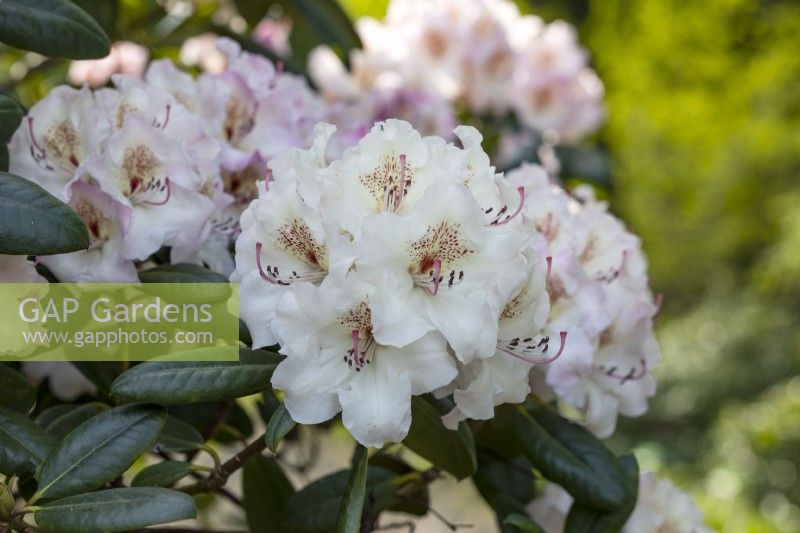 Rhododendron 'Simona'
