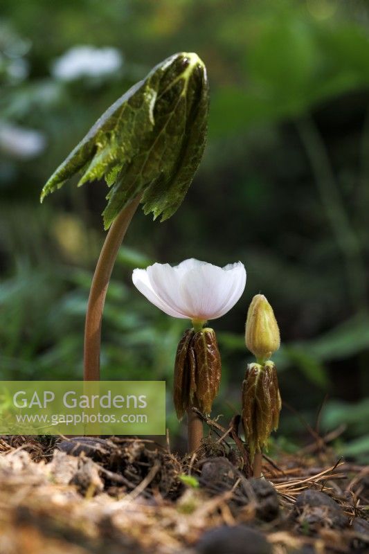 Podophyllum hexandrum - Himalayan May Apple. Portrait of a flower and bud with leaves underneath and single new leaf.