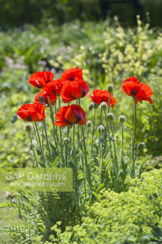Papaver orientale. Clump of red oriental poppies growing in a herbaceous border with Alchemilla mollis.  June