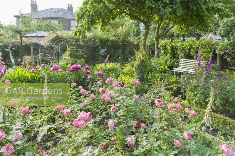 View of a small rose garden with Rosa 'Boscobel' - 'Auscousin'. An arched gateway in a brick wall divides one section of this town garden from another. Formal flower beds edged with dwarf box and filled with roses, foxgloves and peonies. Rambling and climbing roses covering the walls and fences. June.