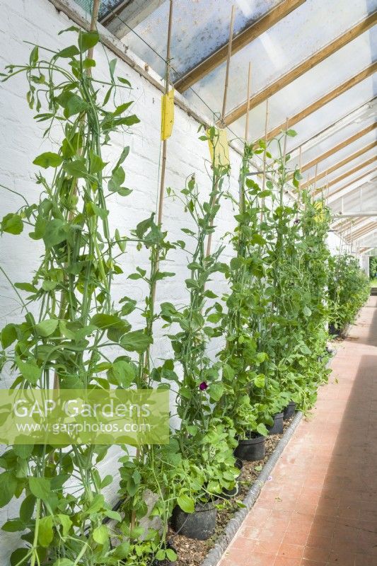 Sweet peas growing in pots with automatic irrigation and trained as cordons up bamboo poles and string in a greenhouse for cutflowers. June