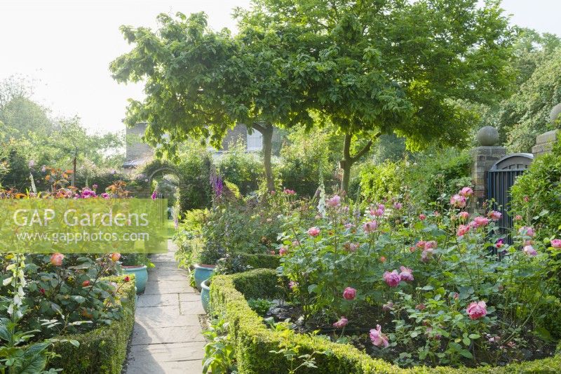 View of a small rose garden. View along a path towards a gate in a brick wall of a town garden with formal flower bed filled with roses and foxgloves. Rambling and climbing roses covering the walls and fences. June.