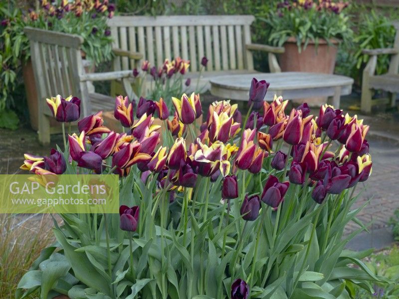 Tulips and seating area in the Mediterranean garden at  East Ruston Old Vicarage Gardens, Norfolk  April Spring