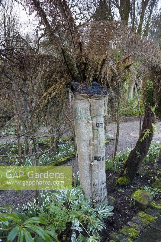 Tree fern protection made from coffee sacks at York Gate Garden in February