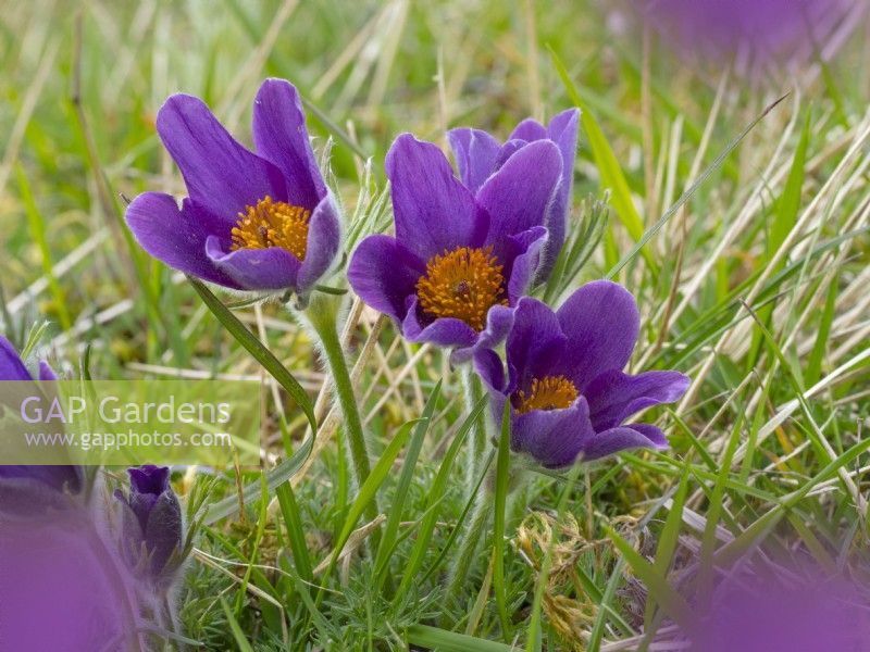 Pulsatilla ambigua - Pasqueflower  April Spring