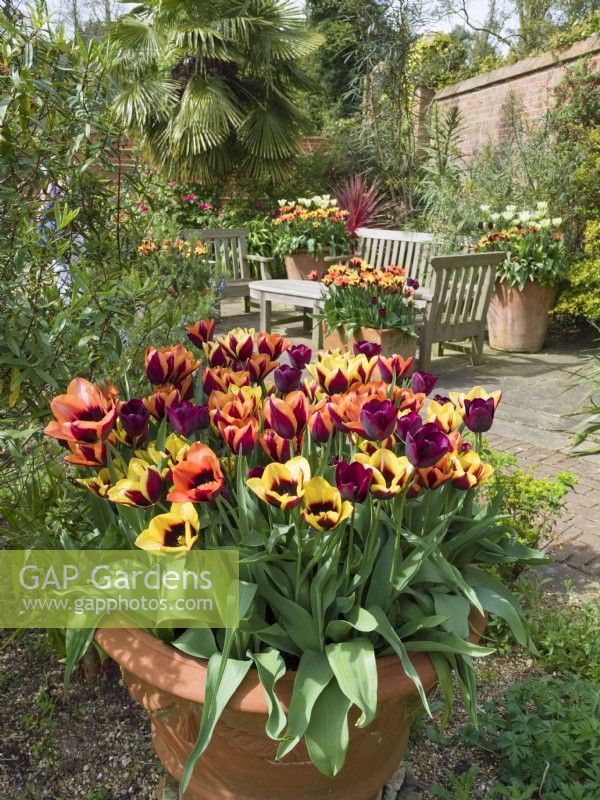 Tulipa - Mixed tulips in terracotta containers in seating area of garden
