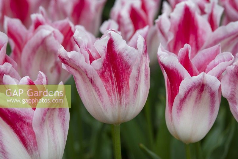 Tulipa 'Holland Chic' - Lily flowered Tulip