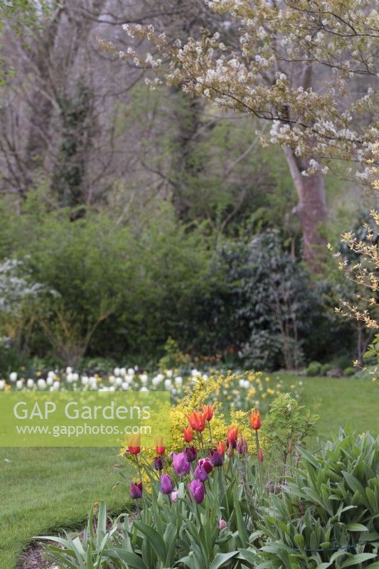Spring garden with Tulipa 'Ballerina', T. Fontainebleau, T. 'Jan Reus' and T. 'Ronaldo' and bulb meadow in the background