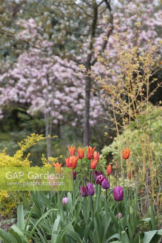 Spring garden with Tulipa 'Ballerina', T. Fontainebleau, T. 'Jan Reus' and T. 'Ronaldo' and blossom trees behind  