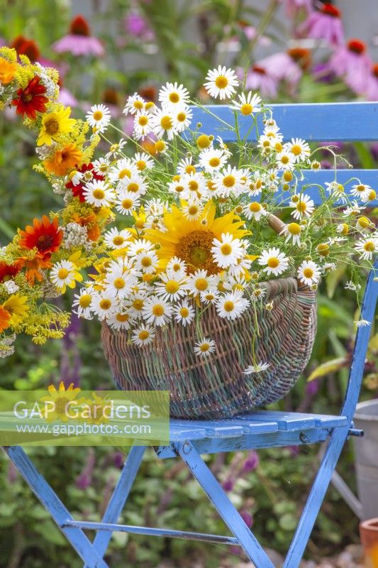 Basket with picked chamomile and sunflowers