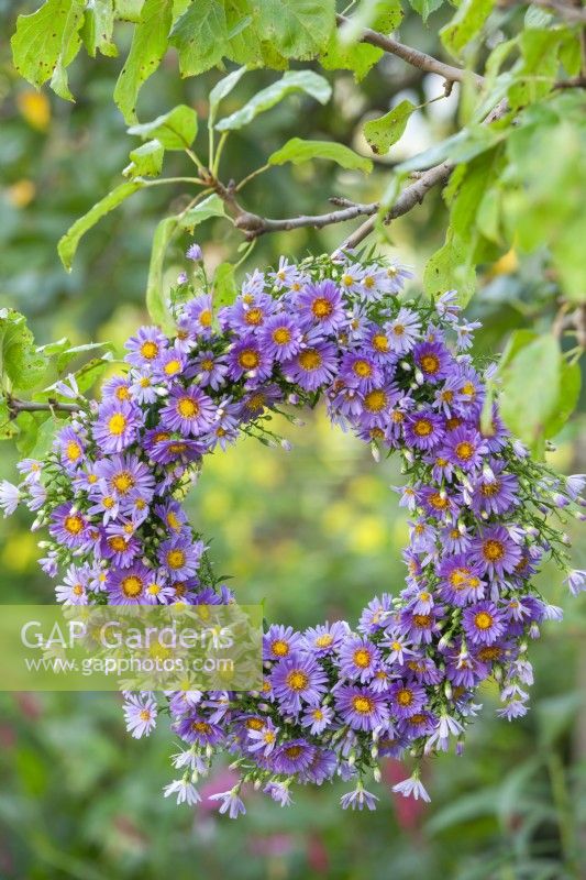 Wreath made of Asters hanging from a tree.