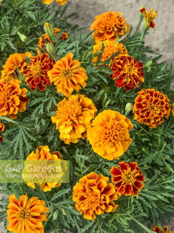 Tagetes patula Boy Flame, summer August