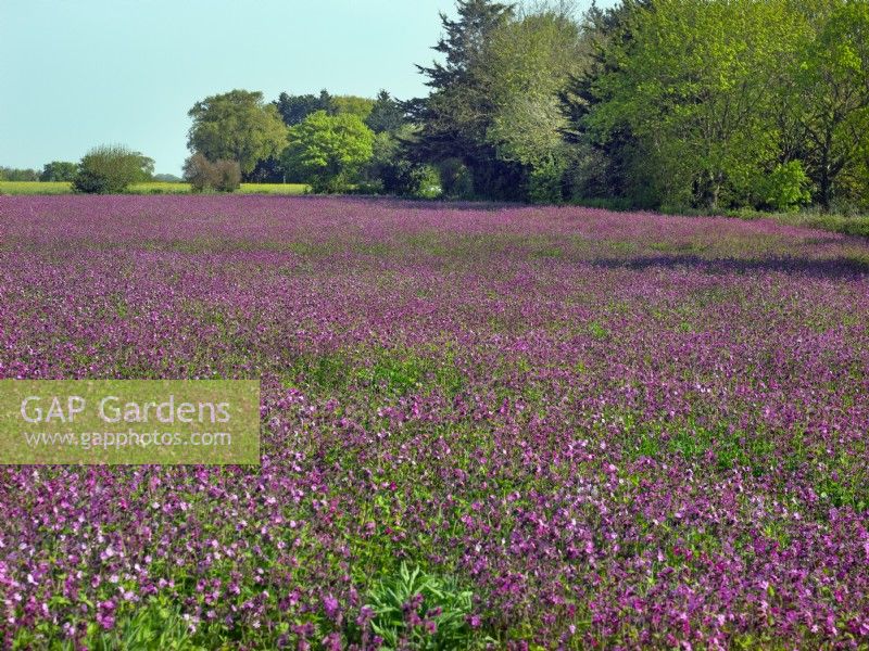 A field of planted Red Campion Silene dioica 